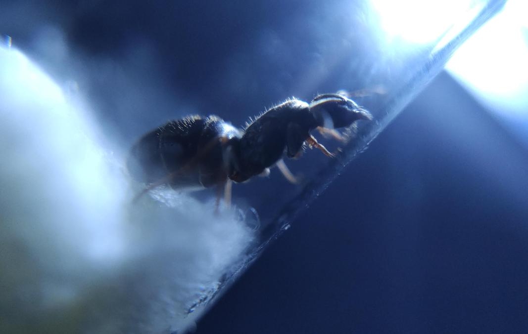 Lasius platythorax Königin