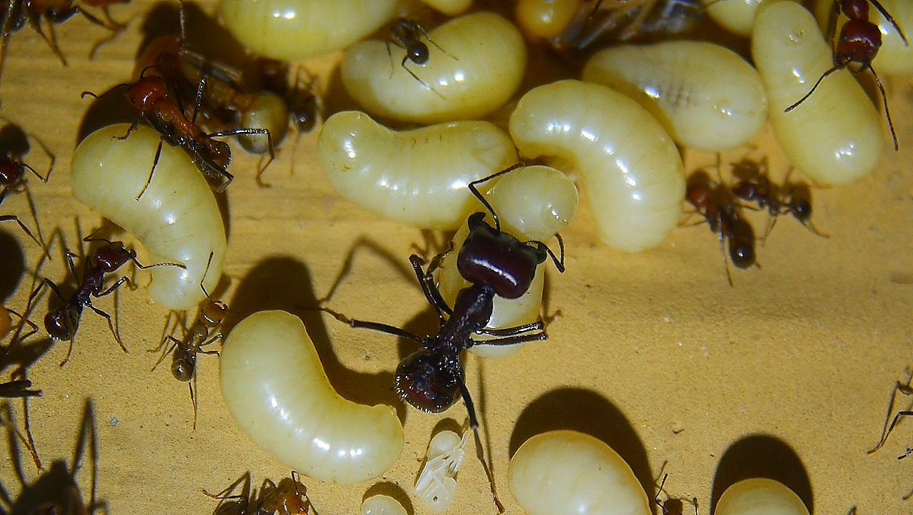 Messor cephalotes Köninnen Larven