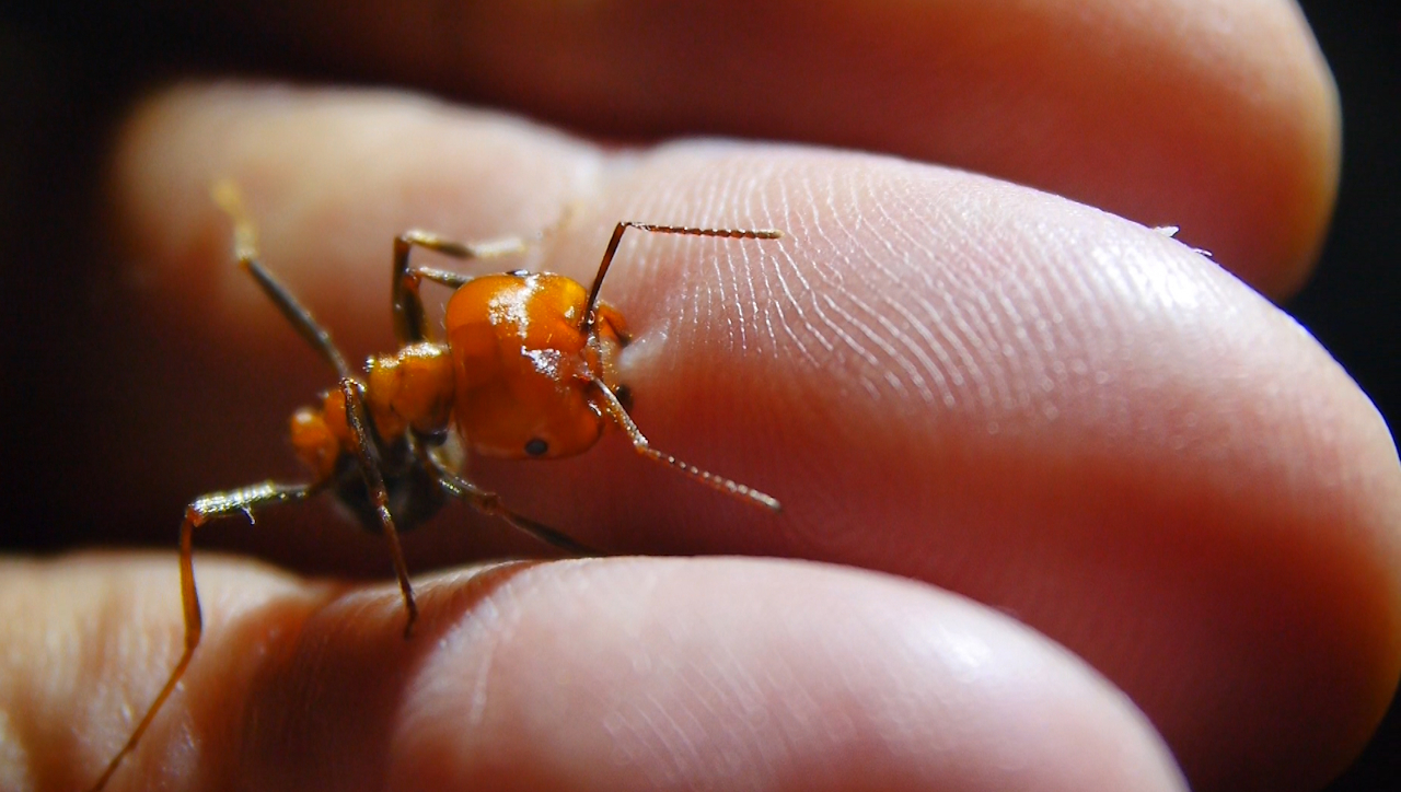 Messor cephalotes Major beißt in Finger 1