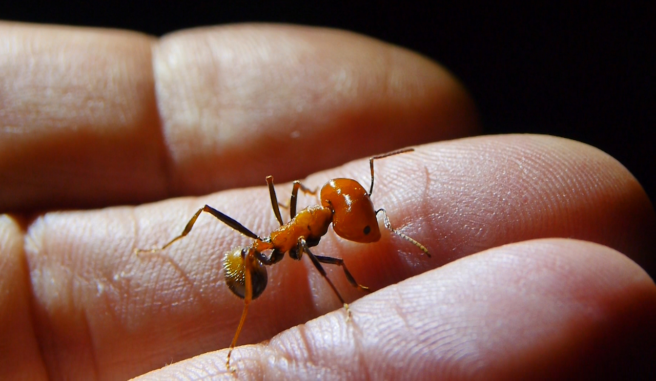 Messor cephalotes Major beißt in Finger 2