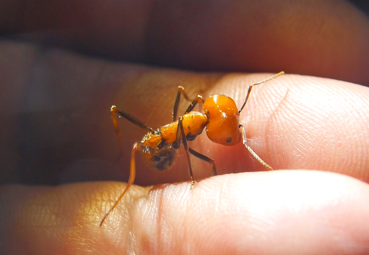 Messor cephalotes Major beißt in Finger 3