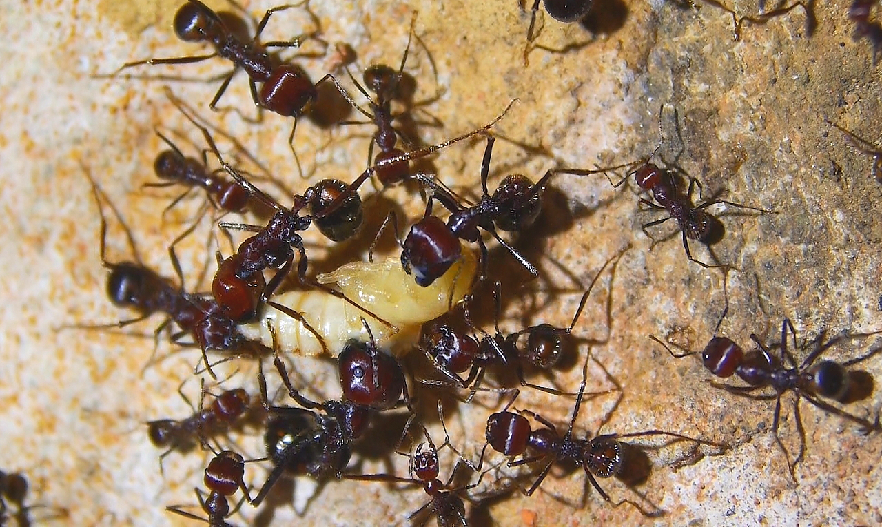 Messor cephalotes zerlegen Mehlkäferpuppe 1