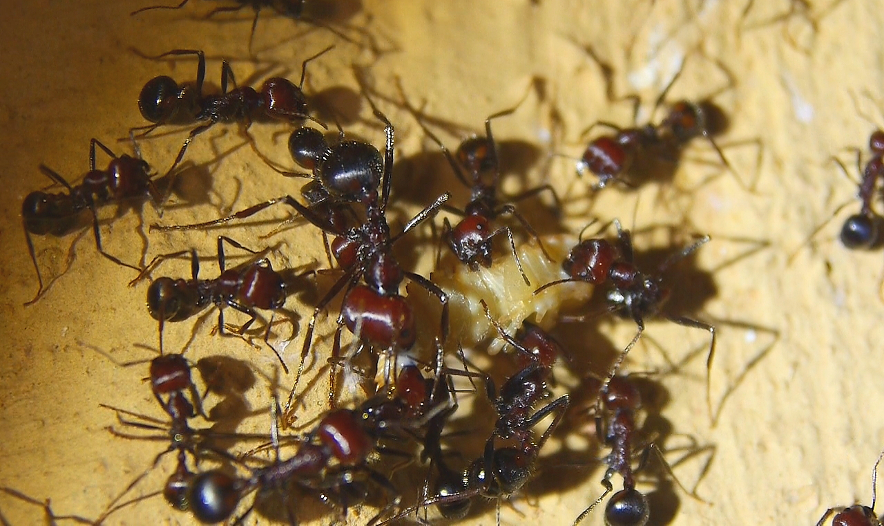 Messor cephalotes zerlegen Mehlkäferpuppe