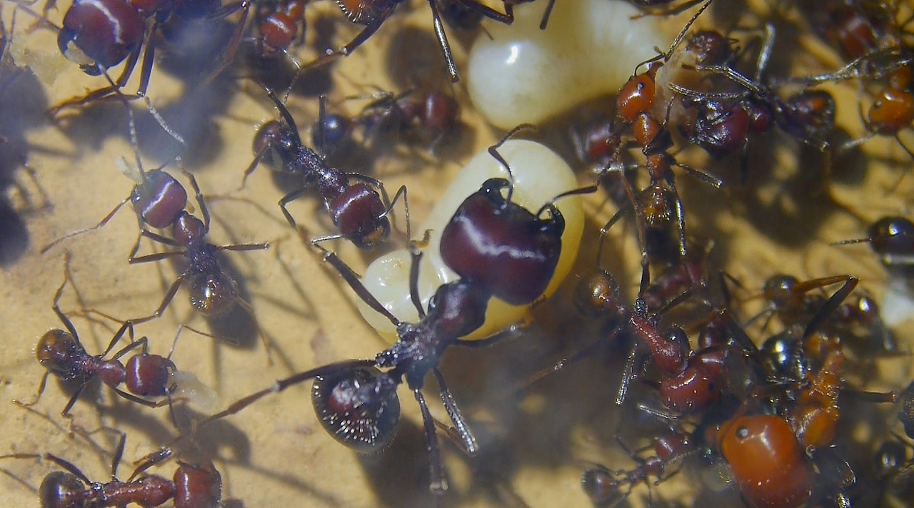 Messor cephalotes Königinnenlarve 11