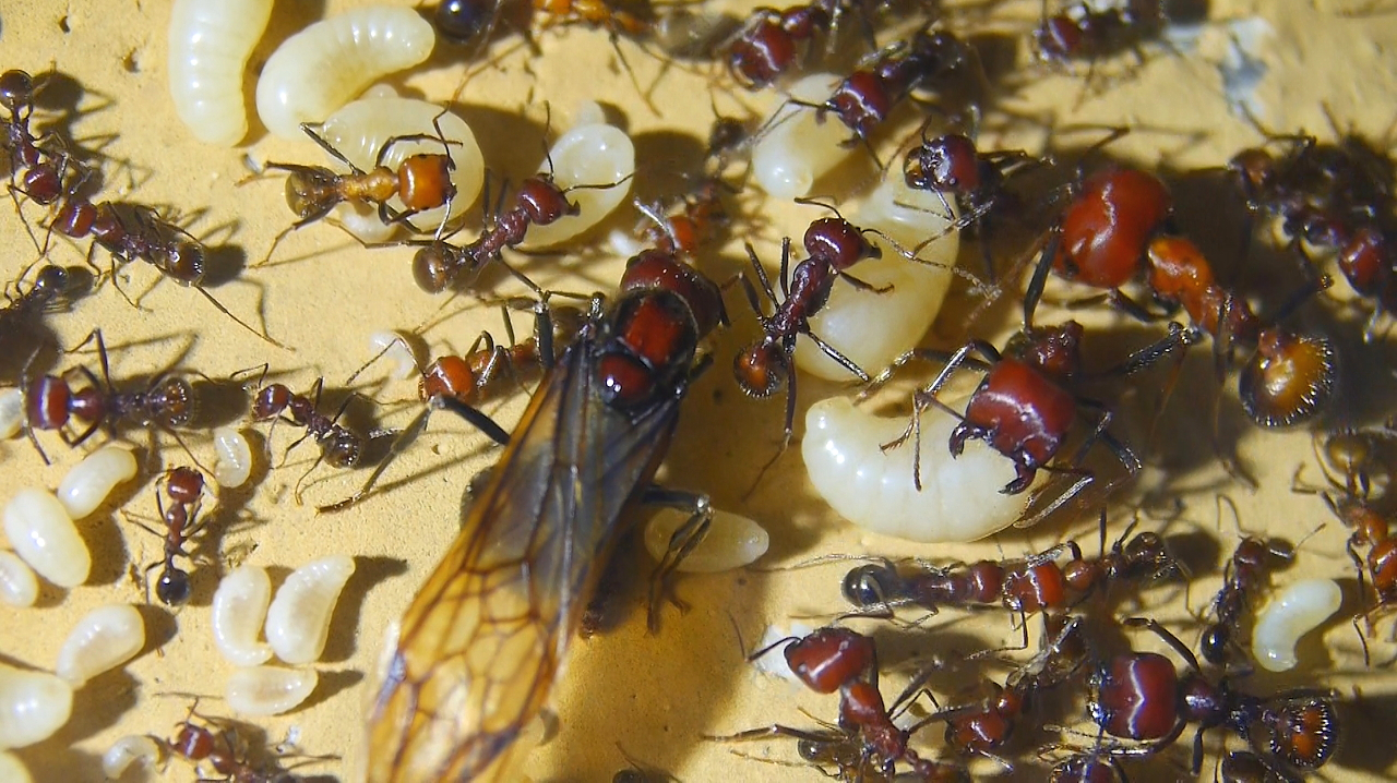 Messor cephalotes Königinnenlarven 1