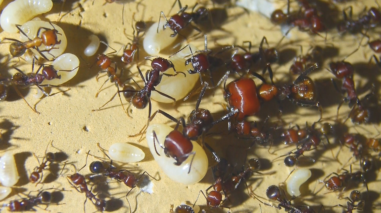 Messor cephalotes Königinnenlarven 2