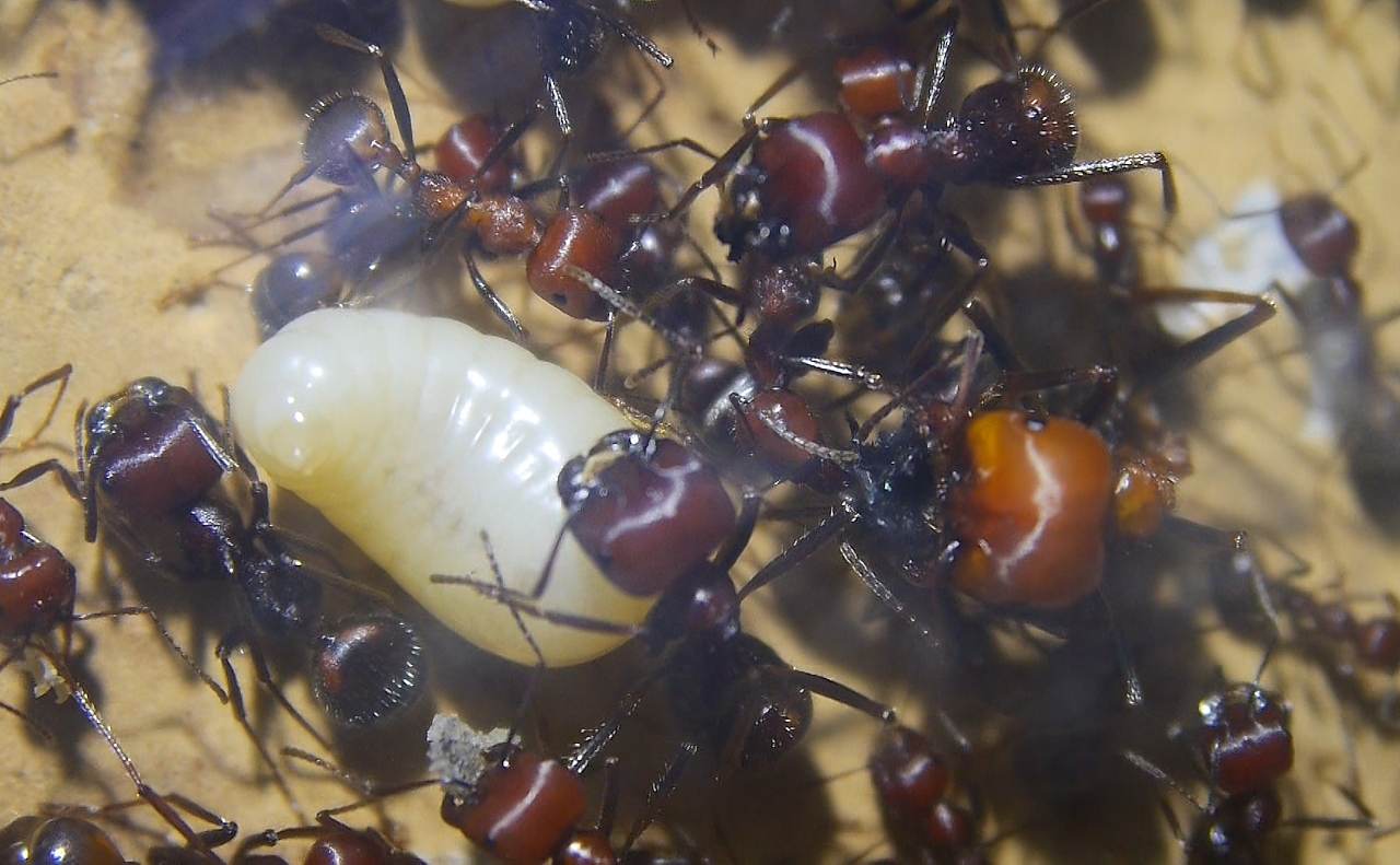 Messor cephalotes Königinnenlarven 4