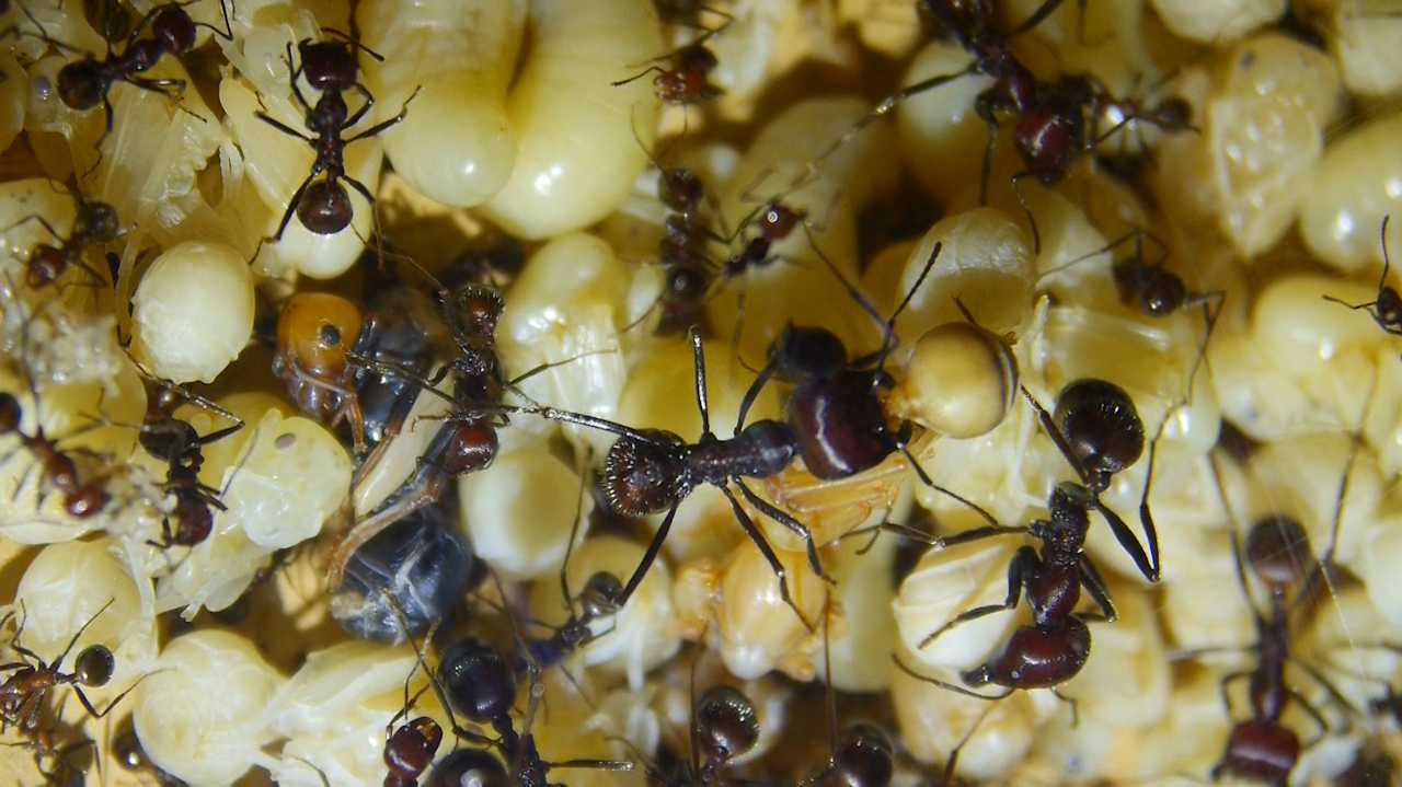 Messor cephalotes Königinnenlarven 7