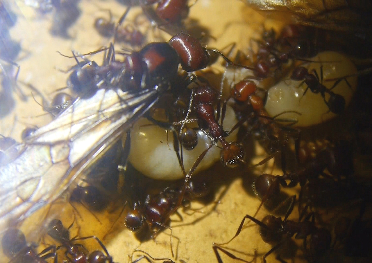 Messor cephalotes Königinnenlarven 9