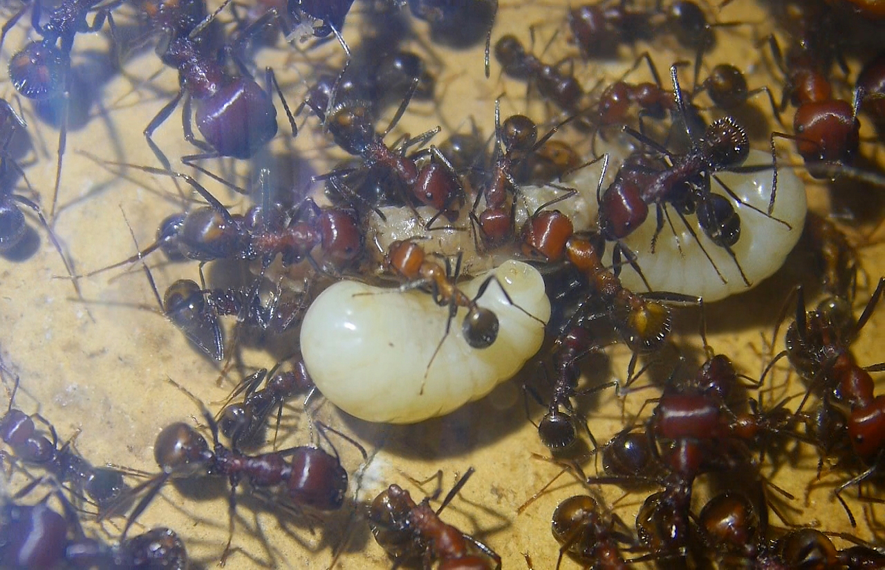 Messor cephalotes Königinnenlarven 10