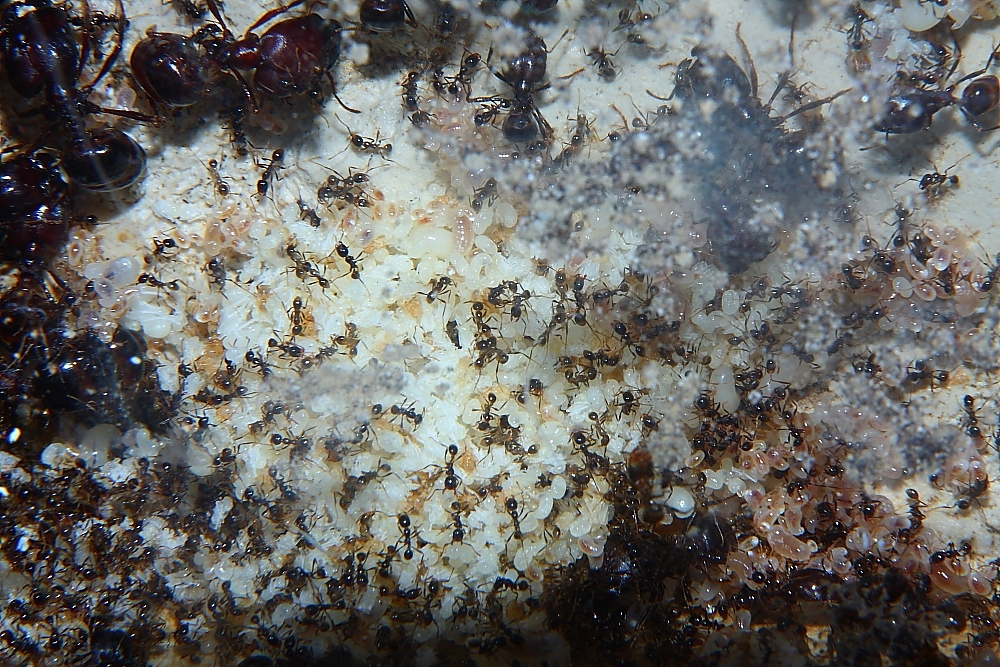 Carebara diversa  1