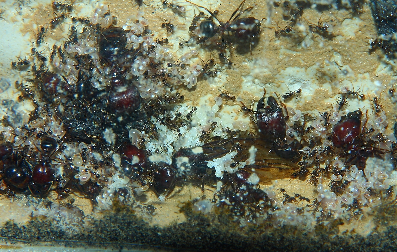 Carebara diversa  2