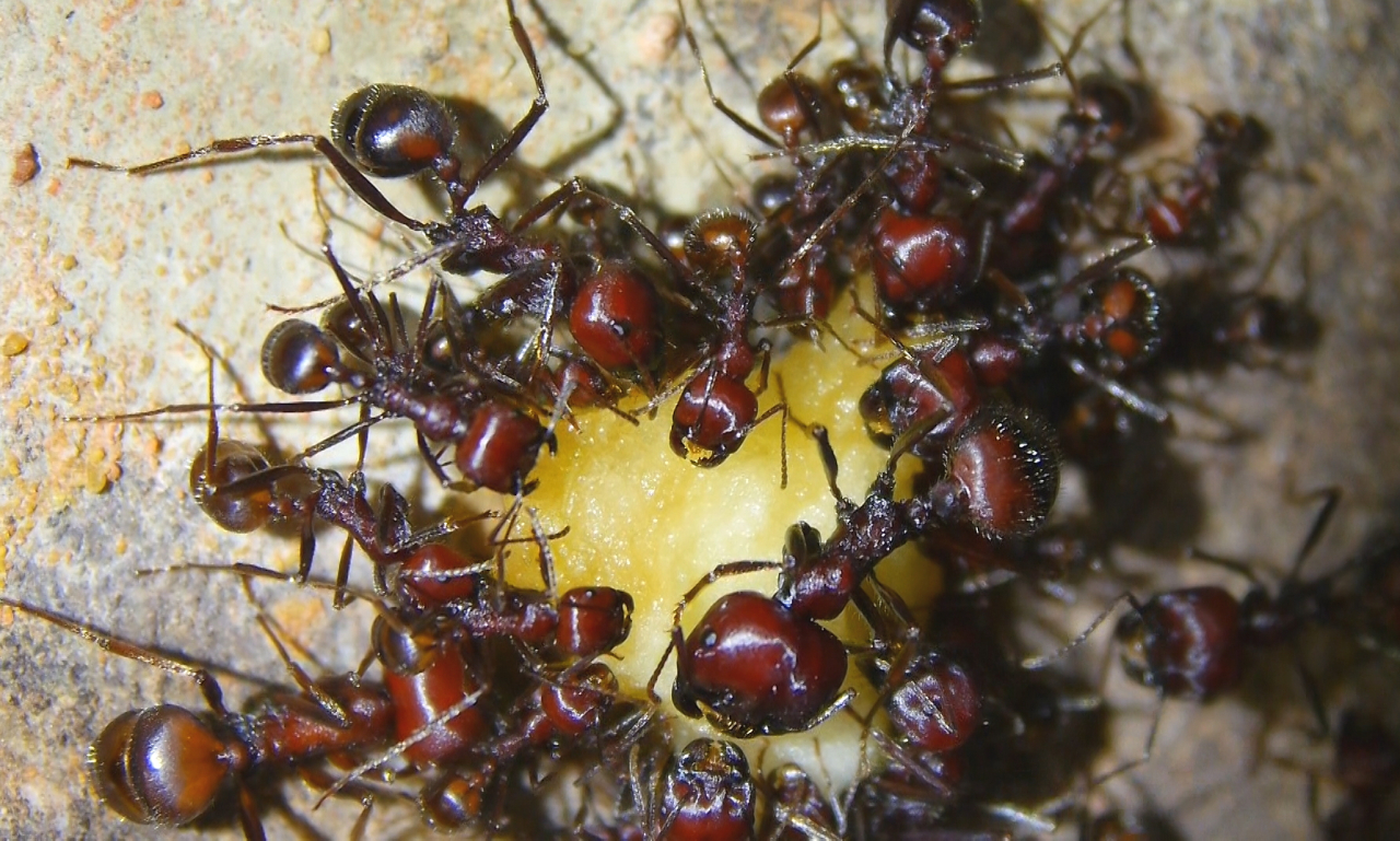 Messor cephalotes Apfelfutter