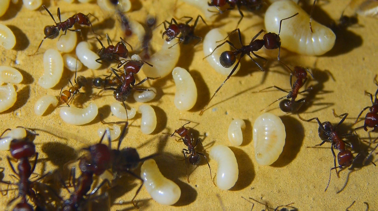 Messor cephalotes Königinlarve