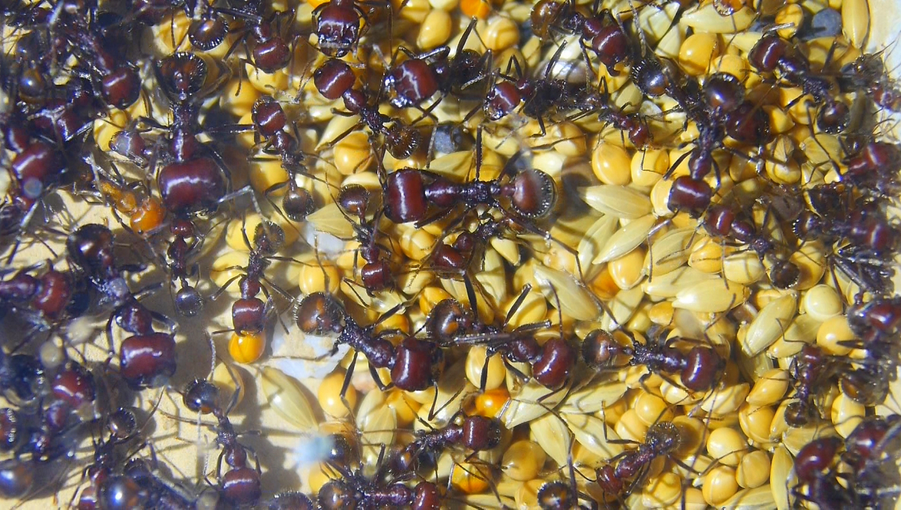 Messor cephalotes Körnerlager im Nest_1