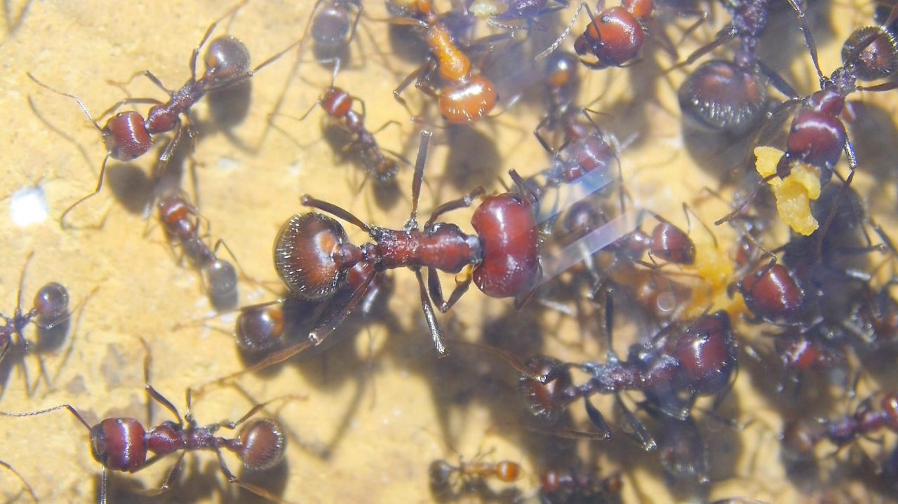 Messor cephalotes Major Arbeiterinnen_1