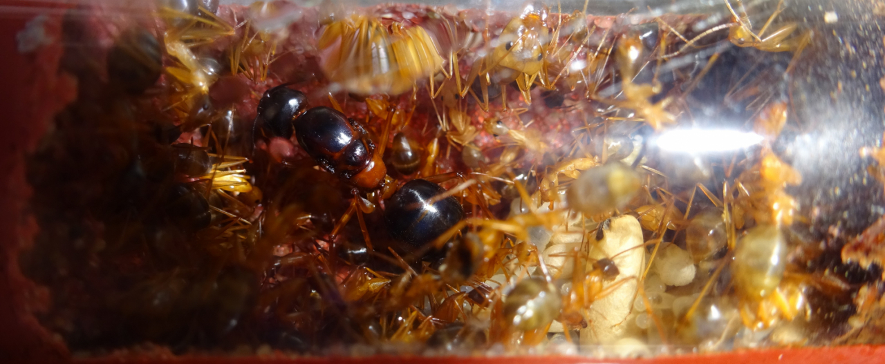 Camponotus festinus