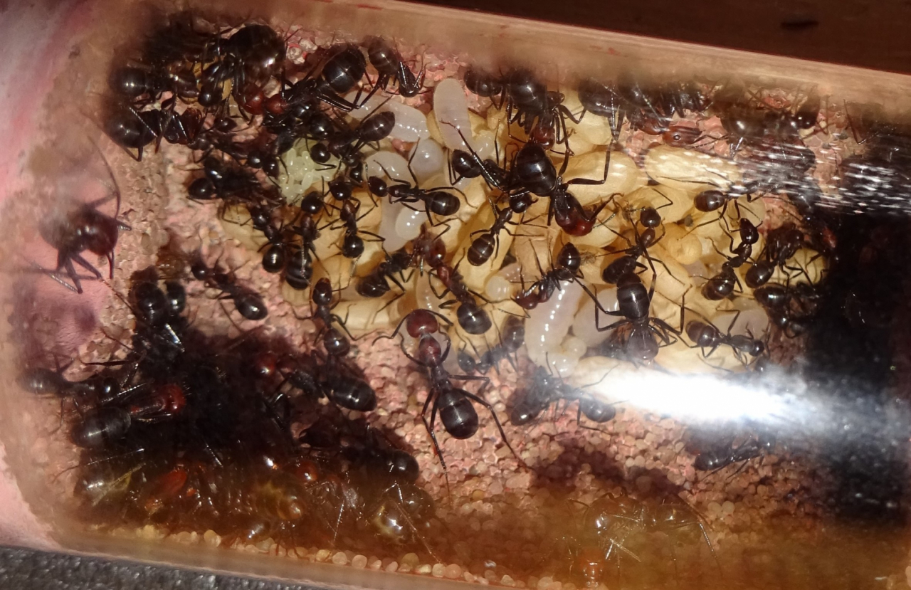 Camponotus pressipes errans