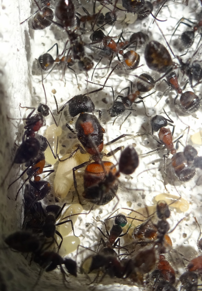 Camponotus mutilarius Queen