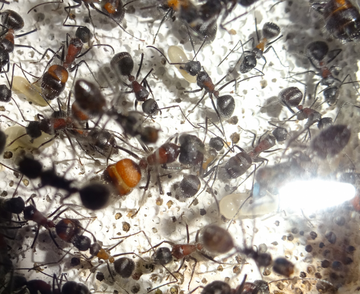 Camponotus mutilarius 2