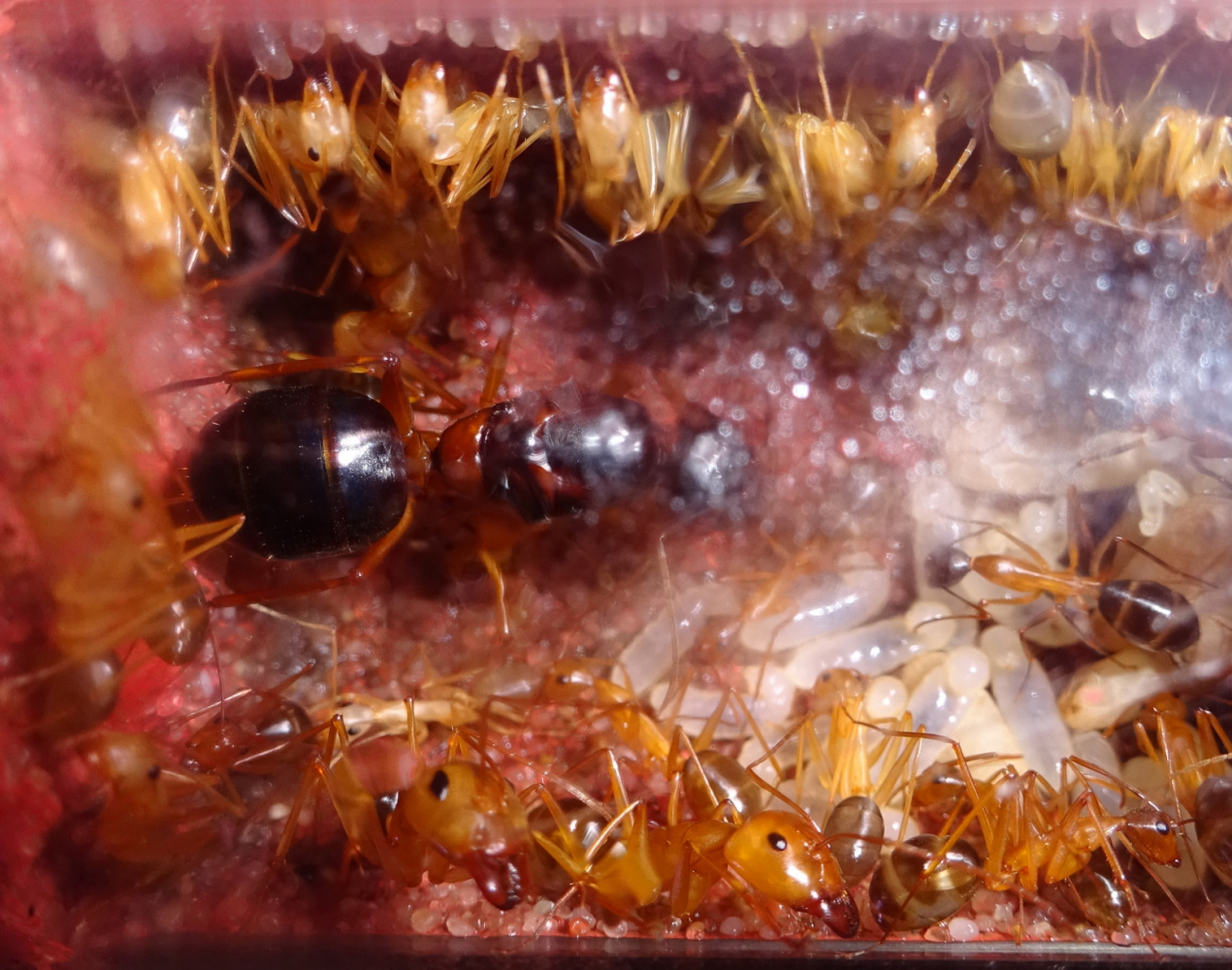 Camponotus festinus