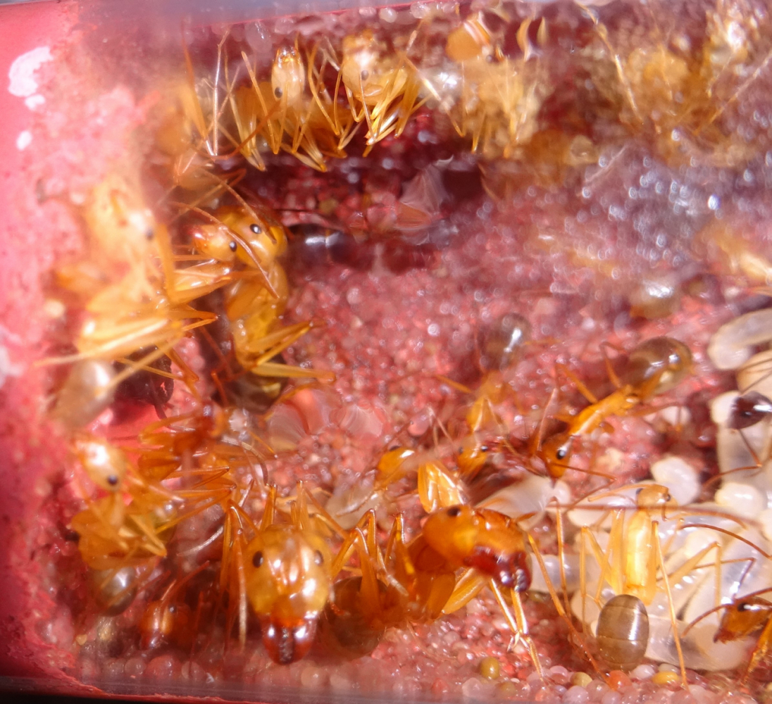 Camponotus festinus 2