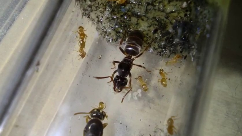 Lasius jensi Königin mit Lasius flavus Wirtskolonie