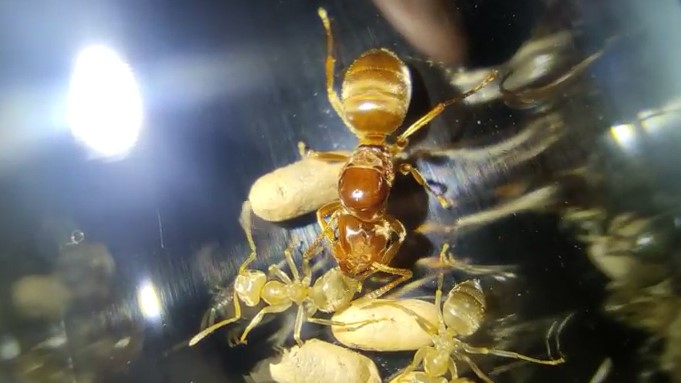 Lasius cf. umbratus mit Lasius niger Arbeiterinnen