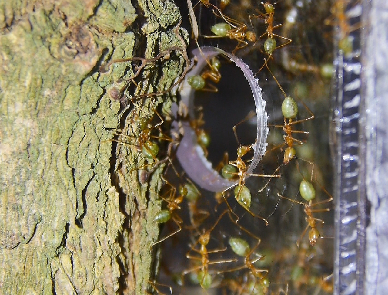 Oecophylla smaragdina am Nesteingang 1