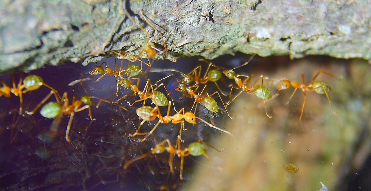 Oecophylla smaragdina Arbeiterinnen