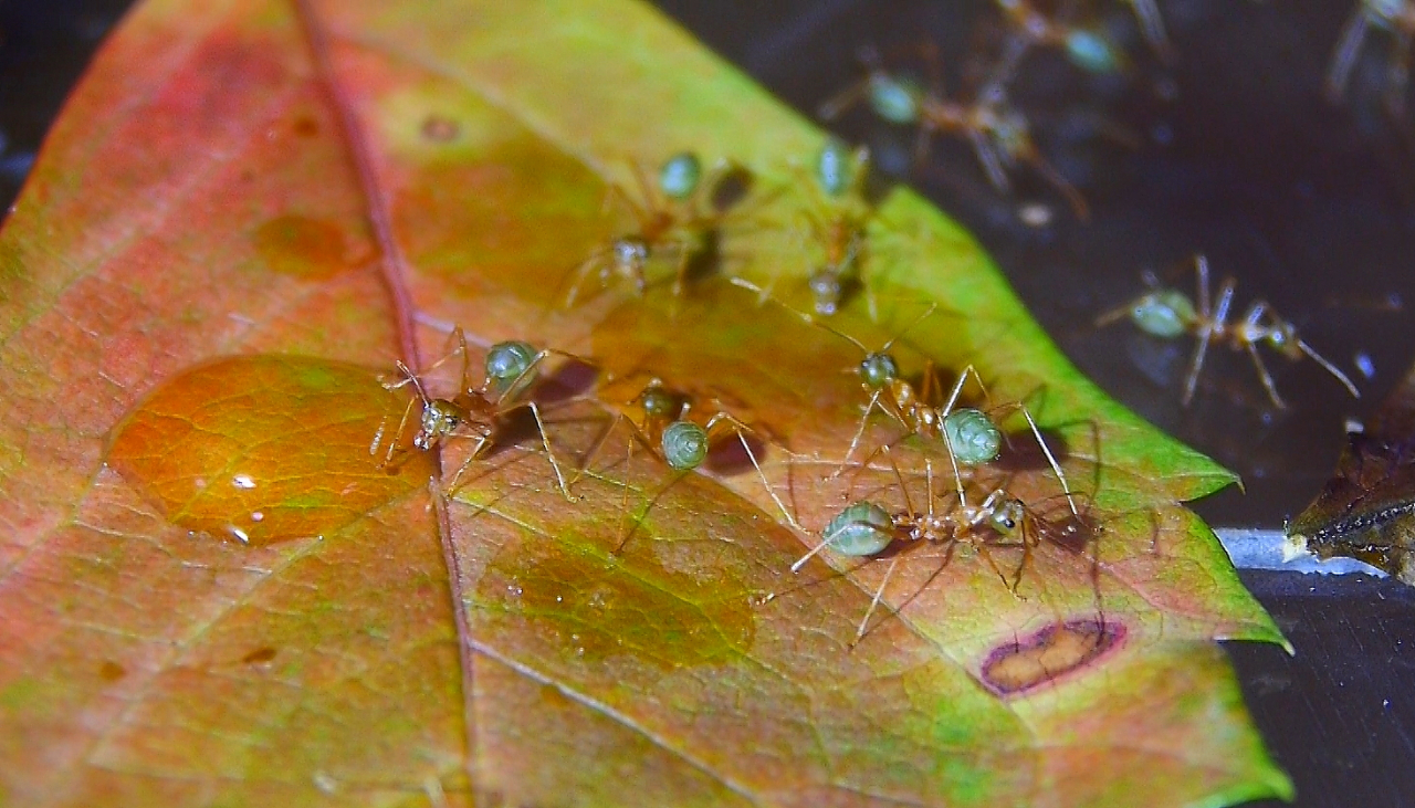 Oecophylla smaragdina trinken Zuckerwasser