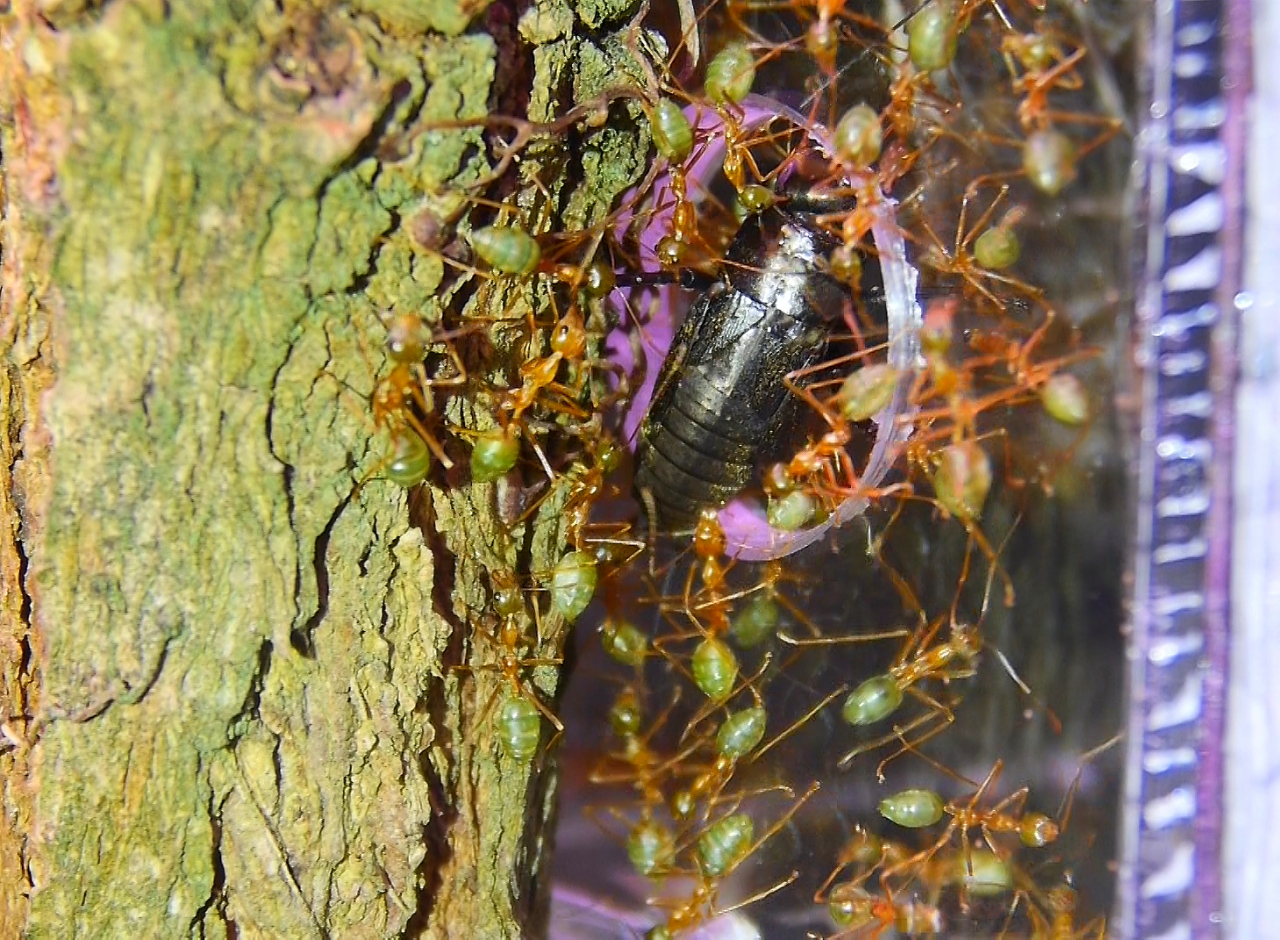 Oecophylla smaragdina Futtertransport _1