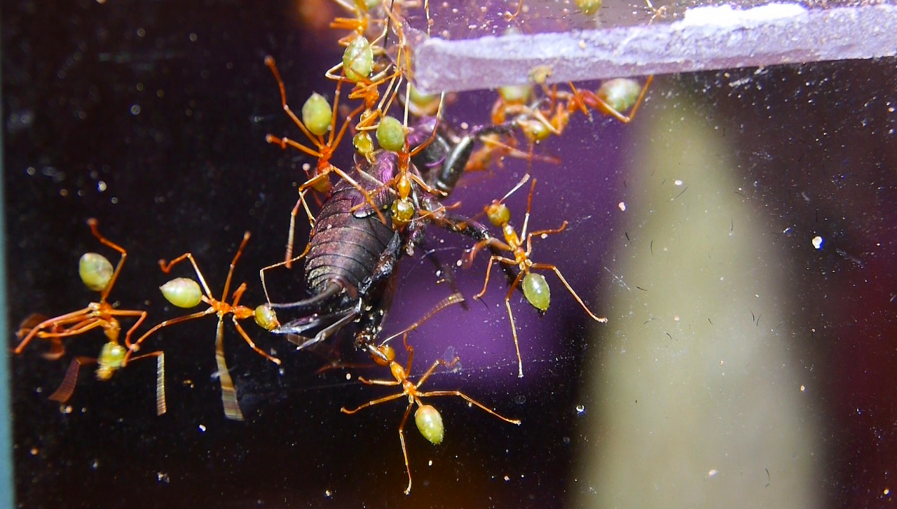 Oecophylla smaragdina Futtertransport _2