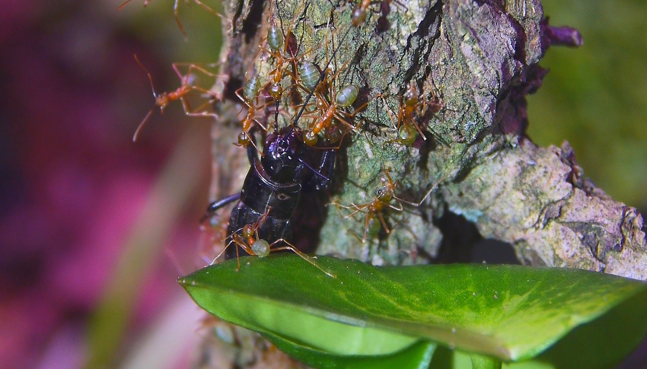 Oecophylla smaragdina Futtertransport _4