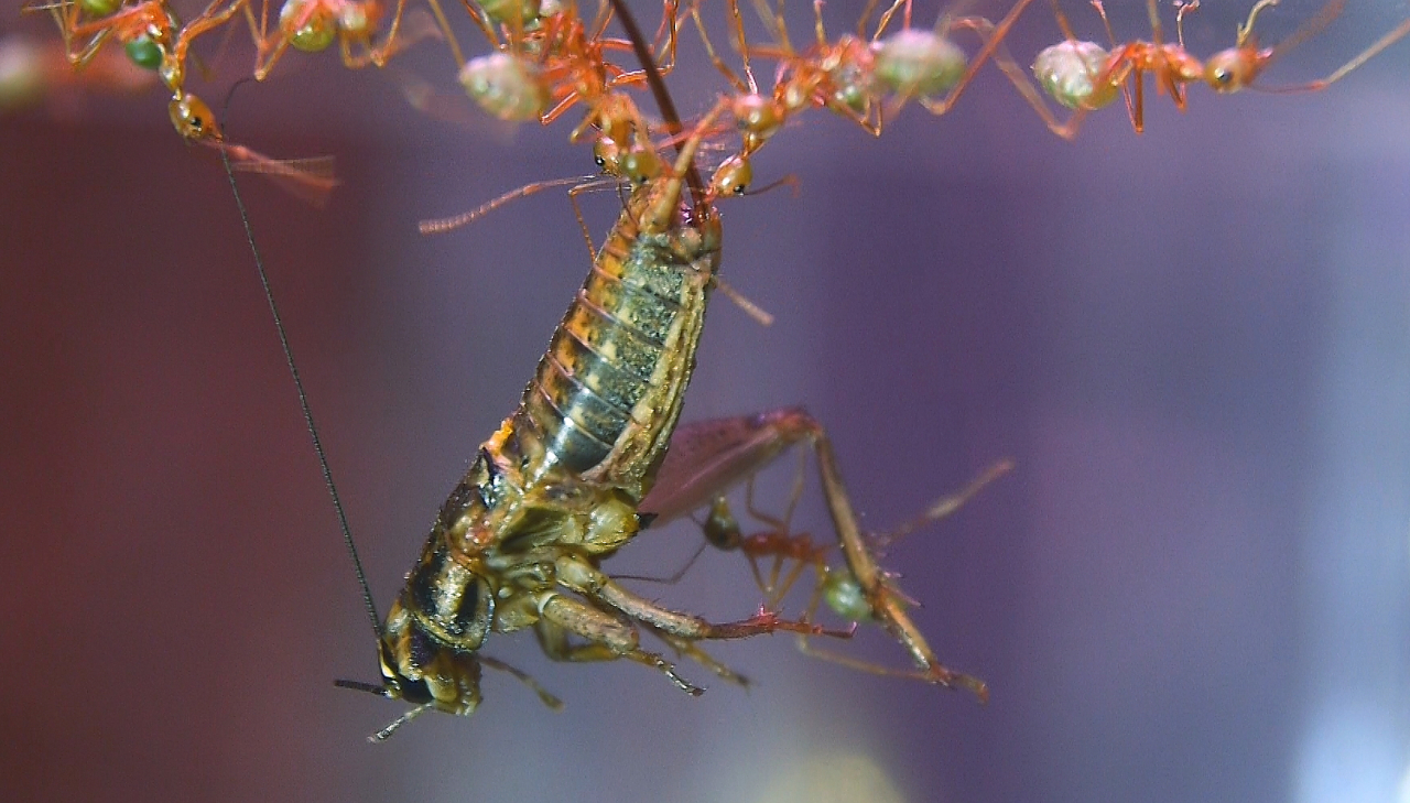 Oecophylla smaragdina Heimchentransport _3