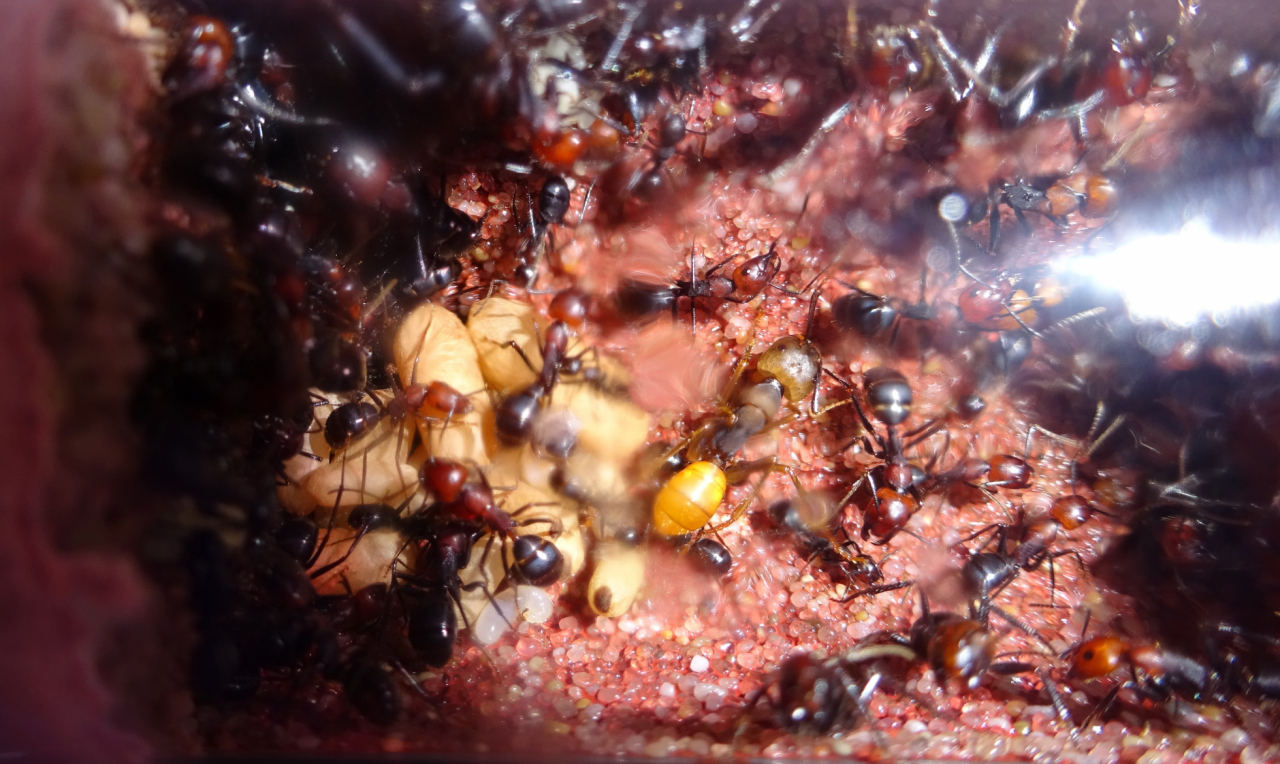 Camponotus pressipes ssp. errans