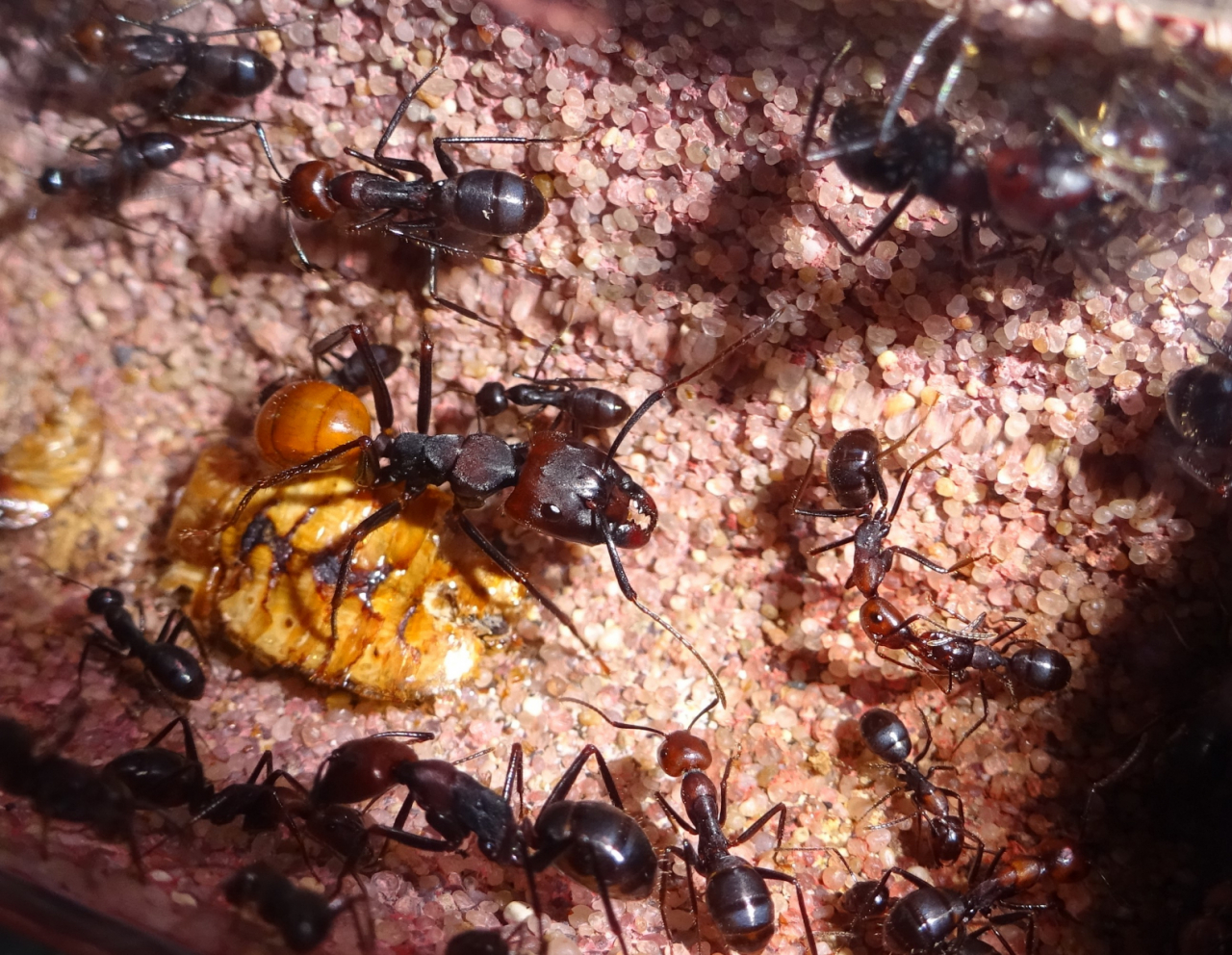 Camponotus pressipes errans