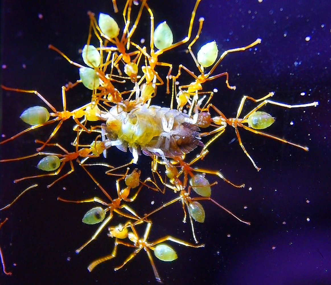 Oecophylla smaragdina haben Assel erbeutet _1