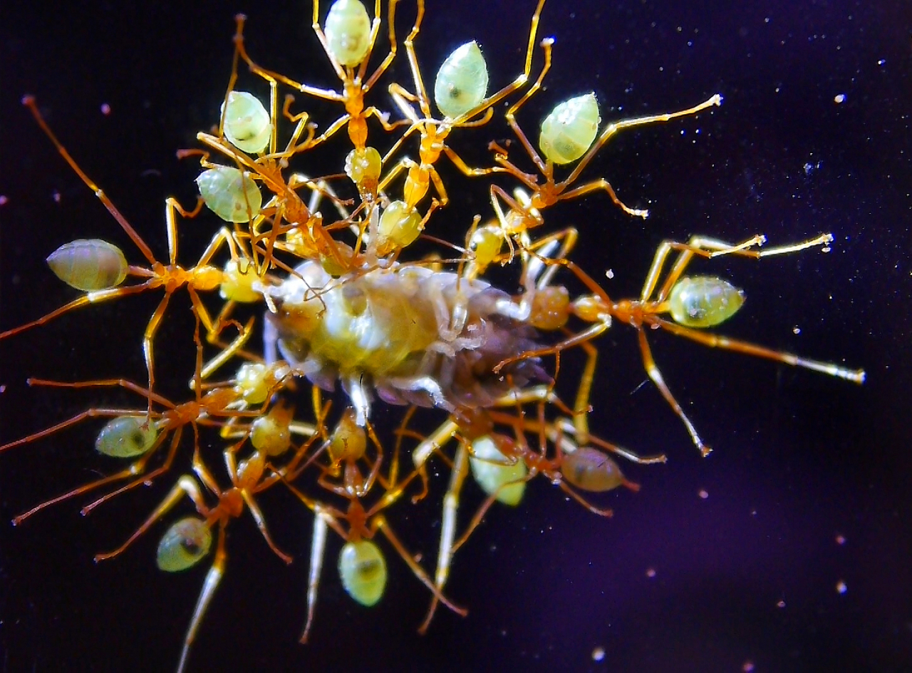 Oecophylla smaragdina haben Assel erbeutet _2