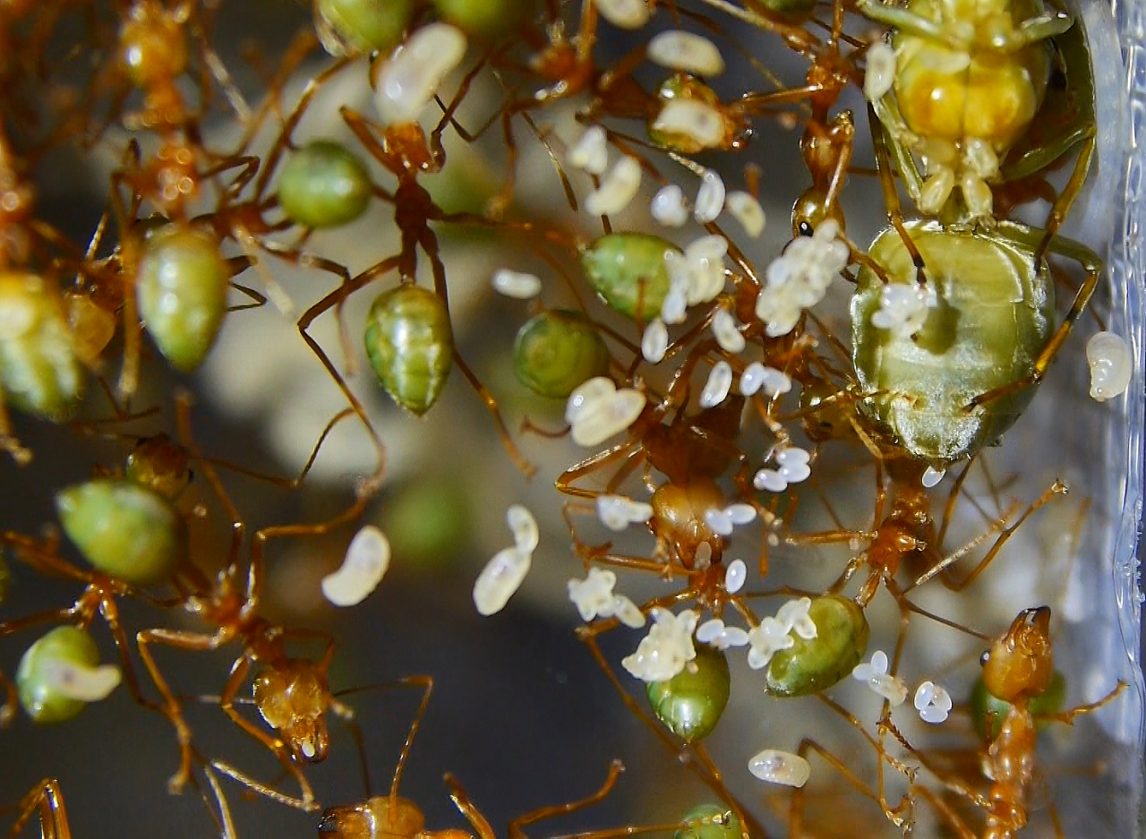 Oecophylla smaragdina Königin legt Eier_1