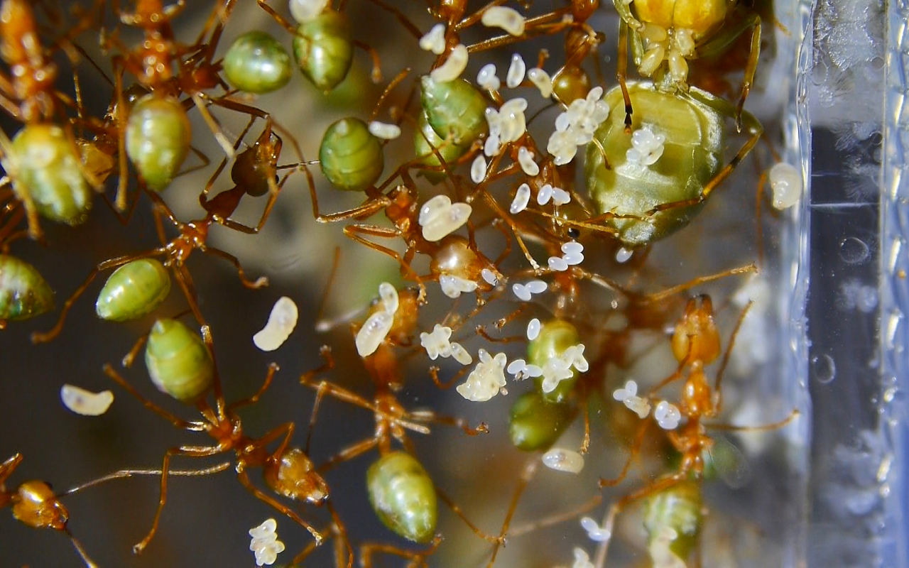 Oecophylla smaragdina Königin legt Eier_2