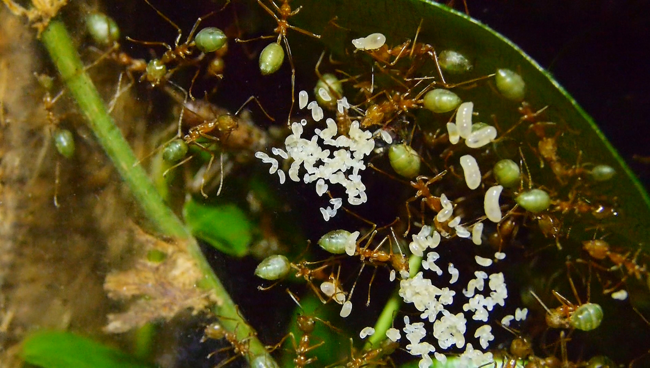 Oecophylla smaragdina Nest in den Blättern _1