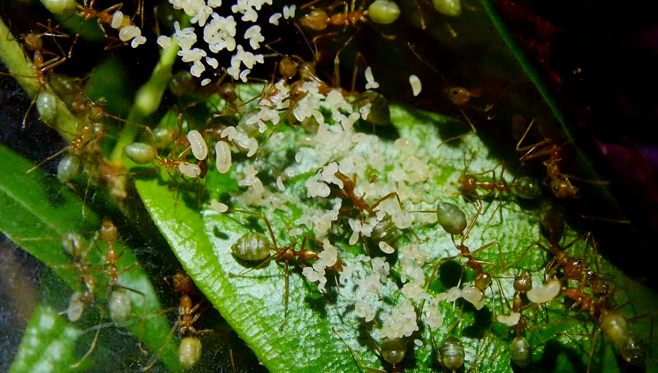 Oecophylla smaragdina Nest in den Blättern _2