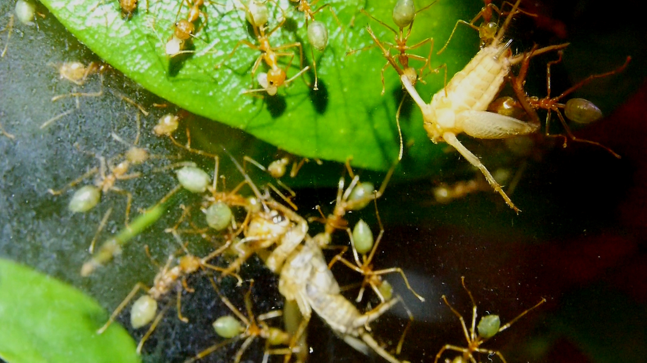 Oecophylla smaragdina Nest in den Blättern _3