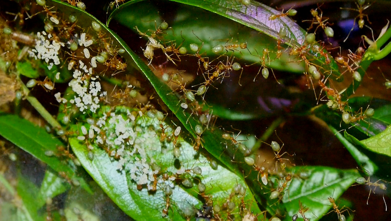 Oecophylla smaragdina Nest in den Blättern _4