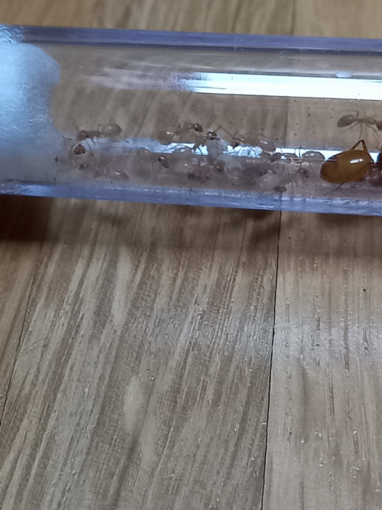 Camponotus fedschenkoi Kolonie