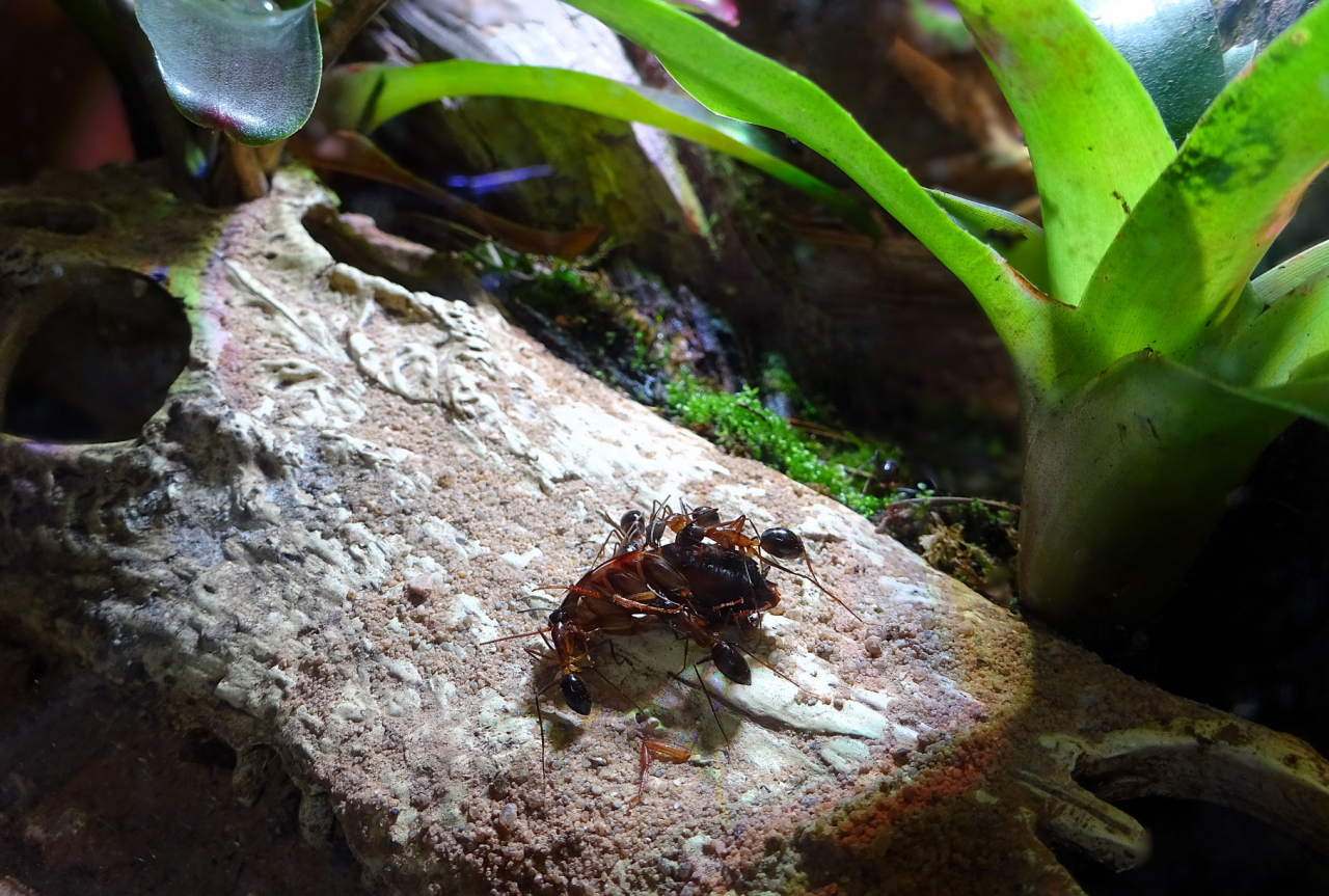 C. pompeius