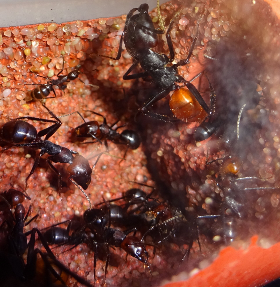 C. pressipes errans 3
