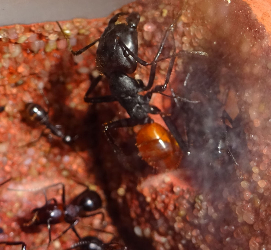 C. pressipes errans 2