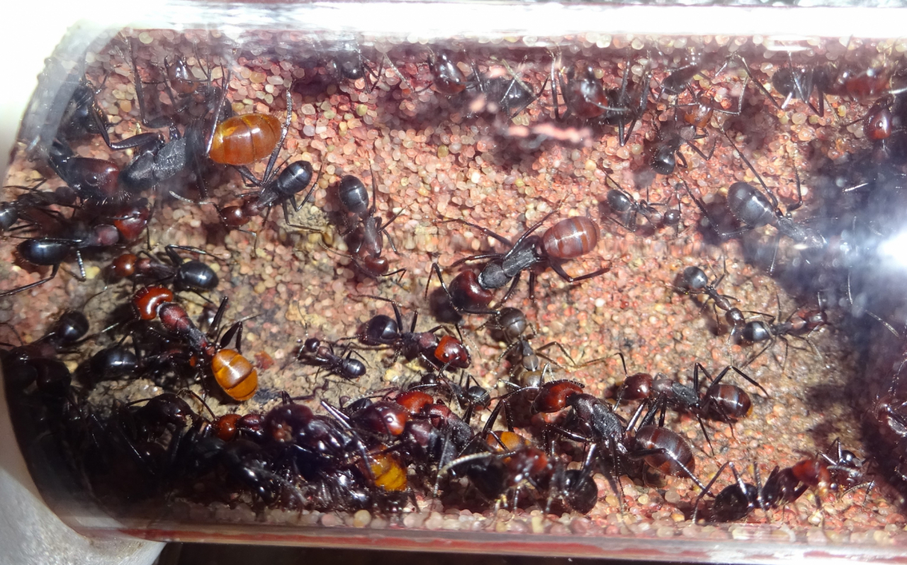 C. pressipes errans